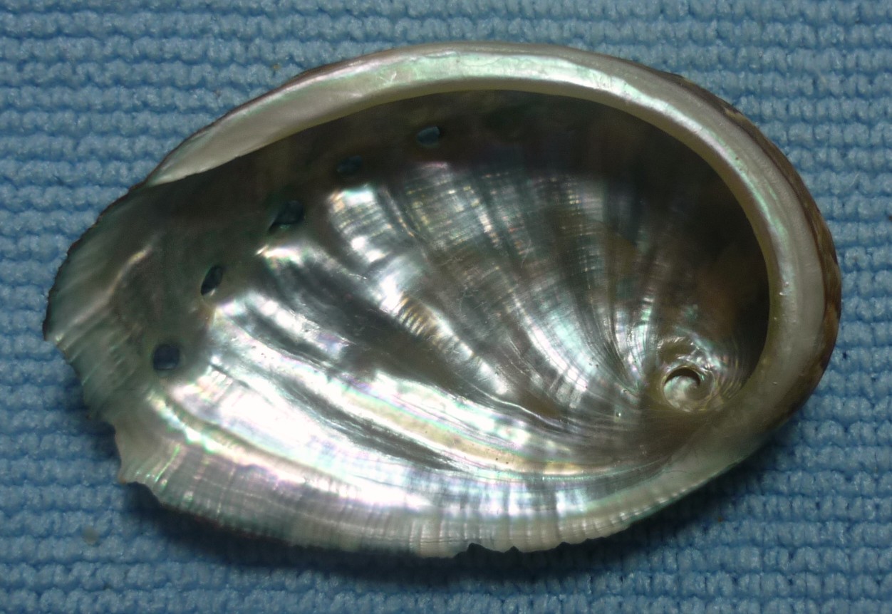 Haliotis tuberculata tuberculata o lamellosa?